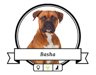 Deutscher Boxer Basha Deutscher Boxer Basha